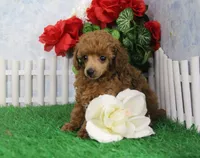 Ruby, AKC Champion Sired, a female Poodle - Toy  for sale in Butler, MO – Photo 1 of 8