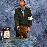Rosie, AKC Champion Sired, a female Poodle - Toy  for sale in Butler, MO – 8 of 9