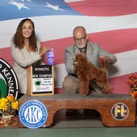 Rosie, AKC Champion Sired, a female Poodle - Toy  for sale in Butler, MO – 9 of 9