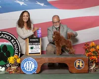 Ruby, AKC Champion Sired, a female Poodle - Toy  for sale in Butler, MO – Photo 8 of 8