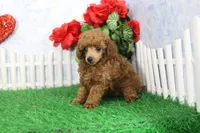Ruby, AKC Champion Sired, a female Poodle - Toy  for sale in Butler, MO – Photo 3 of 8