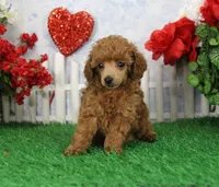 Ruby, AKC Champion Sired, a female Poodle - Toy  for sale in Butler, MO – Photo 2 of 8
