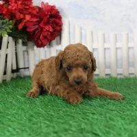 Rosie, AKC Champion Sired, a female Poodle - Toy  for sale in Butler, MO – 6 of 9