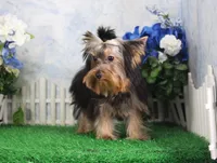 Hobo, AKC, a male Yorkshire Terrier for sale in Butler, MO – 2 of 9