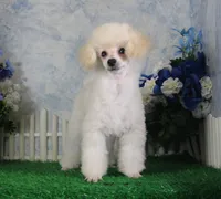 Stan, AKC Champion Sired, a male Poodle - Toy  for sale in Butler, MO – 6 of 9