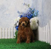 Bingo, AKC Champion Sired, a male Poodle - Toy  for sale in Butler, MO – 7 of 8