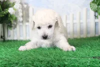 Lola, AKC Champion Sired, a female Poodle - Toy  for sale in Butler, MO – 3 of 4