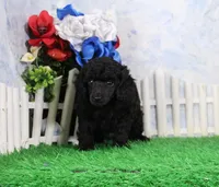 Princess, AKC Champion Sired, a female Poodle - Toy  for sale in Butler, MO – 4 of 4