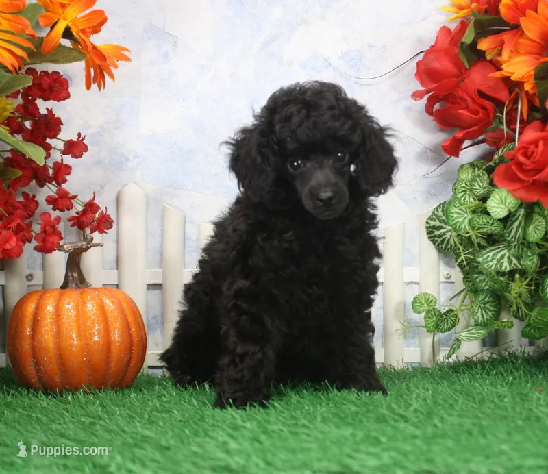 Sparky. AKC Champion Sired – Poodle - Toy  puppy for sale in Butler, MO