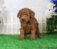Max, AKC Champion Sired, a male Poodle - Toy  for sale in Butler, MO – 2 of 4