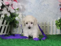 Leila, AKC Champion Sired, a female Poodle - Toy  for sale in Butler, MO – 2 of 4