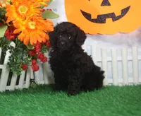 Sparky. AKC Champion Sired, a male Poodle - Toy  for sale in Butler, MO – 2 of 4