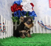 Landon, AKC, a male Yorkshire Terrier for sale in Butler, MO – 4 of 7