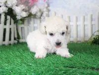 Luna, AKC Champion Sired, a female Poodle - Toy  for sale in Butler, MO – 3 of 4