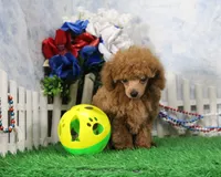 Chase, AKC Champion Sired, a male Poodle - Toy  for sale in Butler, MO – 2 of 8