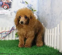 Skipper, AKC Champion Sired, a male Poodle - Toy  for sale in Butler, MO – 2 of 4