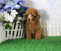 Tyler, AKC Champion Sired, a male Poodle - Toy  for sale in Butler, MO – 4 of 8