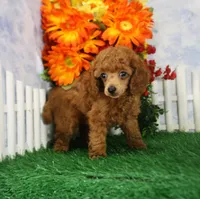 Riley, AKC Champion Sired, a male Poodle - Toy  for sale in Butler, MO – 2 of 4