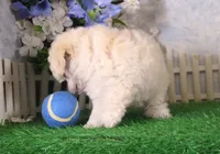 Polo, AKC Champion Sired, a male Poodle - Toy  for sale in Butler, MO – 3 of 4