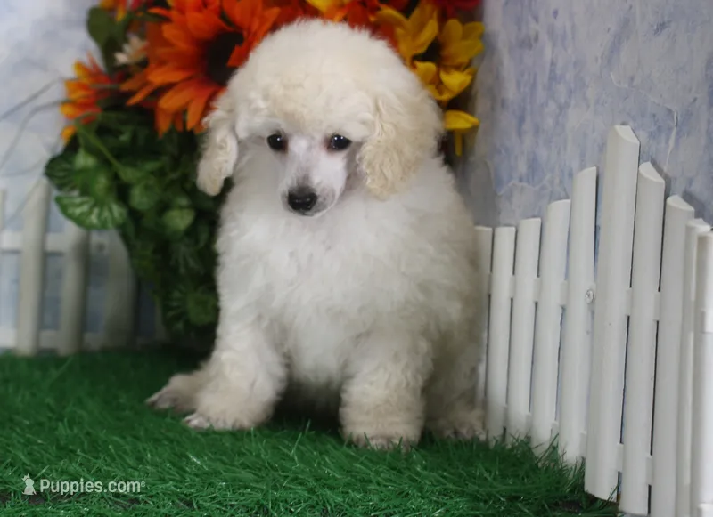 Diamond, AKC Champion Sired – Poodle - Toy  puppy for sale in Butler, MO