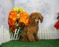 Tyler, AKC Champion Sired, a male Poodle - Toy  for sale in Butler, MO – 4 of 7