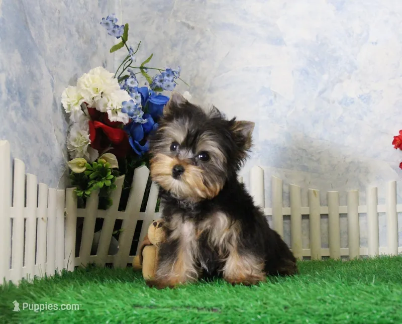 Landon, AKC – Yorkshire Terrier puppy for sale in Butler, MO