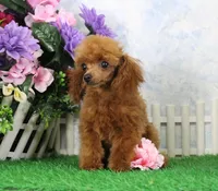 Rosie, AKC Champion Sired, a female Poodle - Toy  for sale in Butler, MO – 1 of 9
