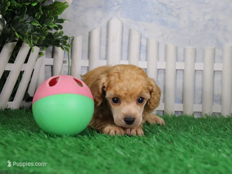 Snoozy, AKC Champion Sired – Poodle - Toy  puppy for sale in Butler, MO