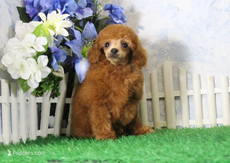 Benji, AKC Champion Sired – Poodle - Toy  puppy for sale in Butler, MO