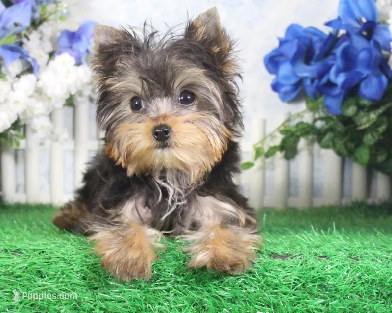 Landon, AKC – Yorkshire Terrier puppy for sale in Butler, MO