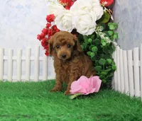 Bella, AKC Champion Sired, a female Poodle - Toy  for sale in Butler, MO – Photo 2 of 6