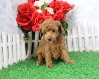 Bella, AKC Champion Sired, a female Poodle - Toy  for sale in Butler, MO – Photo 3 of 6