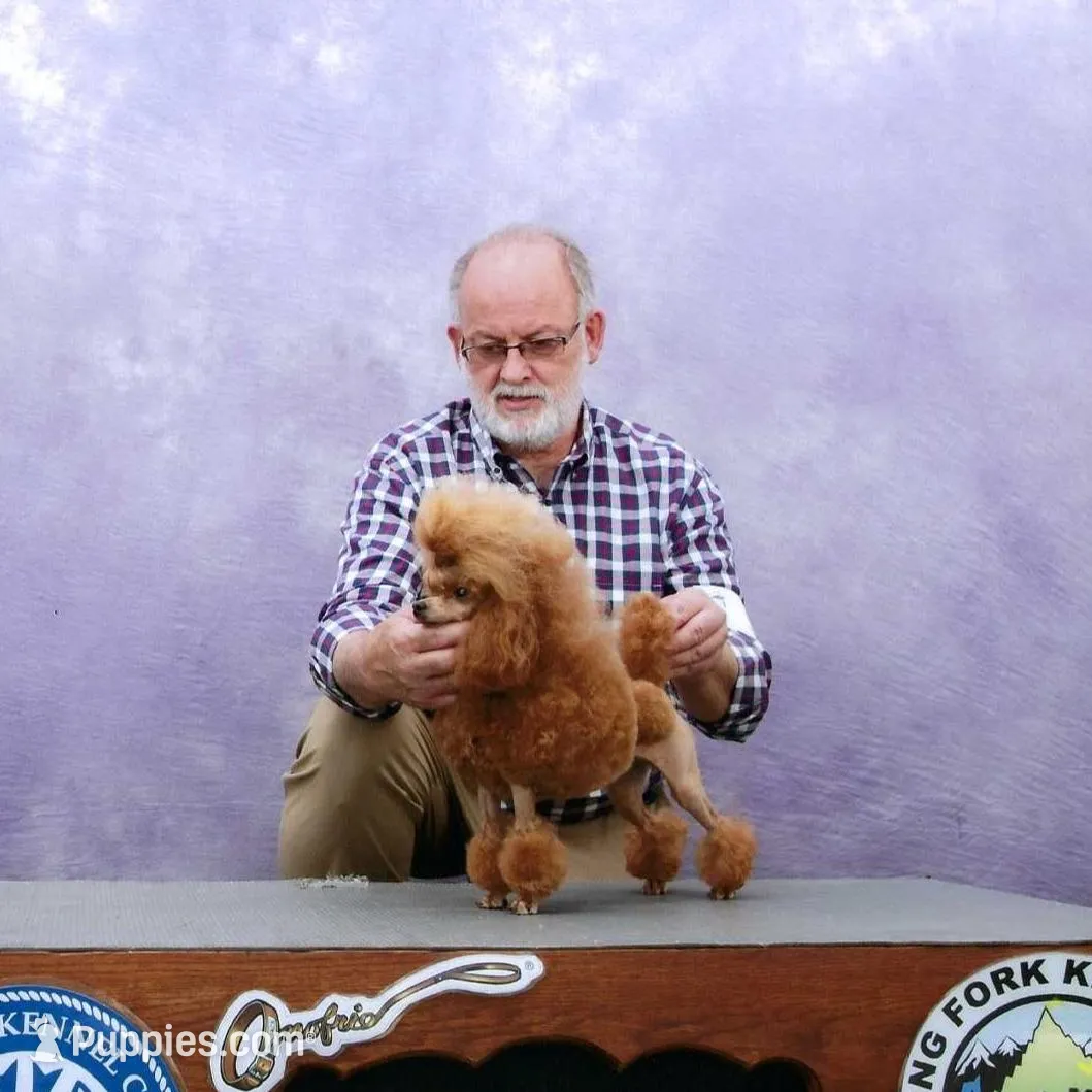 Bella, AKC Champion Sired, a female Poodle - Toy  for sale in Butler, MO – Photo 5 of 6