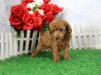 Bella, AKC Champion Sired, a female Poodle - Toy  for sale in Butler, MO – Photo 4 of 6