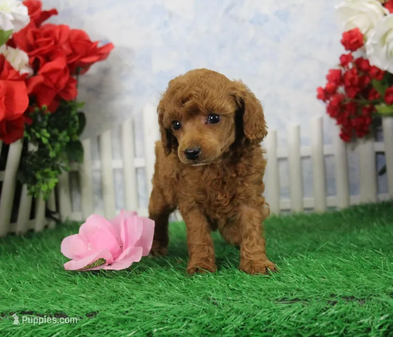 Bella, AKC Champion Sired – Poodle - Toy  puppy for sale in Butler, MO