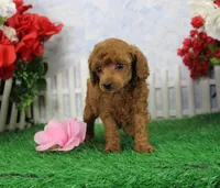 Bella, AKC Champion Sired, a female Poodle - Toy  for sale in Butler, MO – Photo 1 of 6