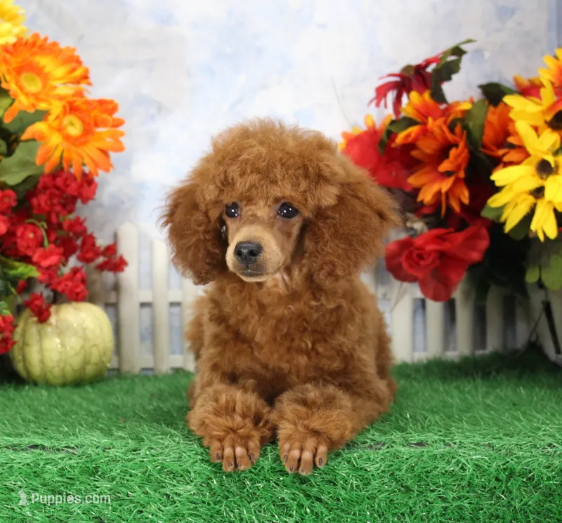 Falcon, AKC Champion Sired – Poodle - Toy  puppy for sale in Butler, MO