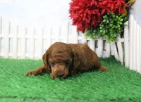 Rambo, AKC Champion Sired, a male Poodle - Toy  for sale in Butler, MO – Photo 2 of 6