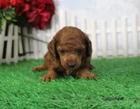 Rambo, AKC Champion Sired, a male Poodle - Toy  for sale in Butler, MO – Photo 3 of 6