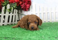 Rambo, AKC Champion Sired, a male Poodle - Toy  for sale in Butler, MO – Photo 4 of 6