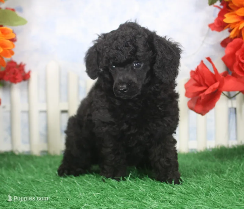 Scotty, AKC Champion Sired – Poodle - Toy  puppy for sale in Butler, MO