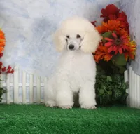 Parker, AKC Champion Sired, a male Poodle - Toy  for sale in Butler, MO – 2 of 6