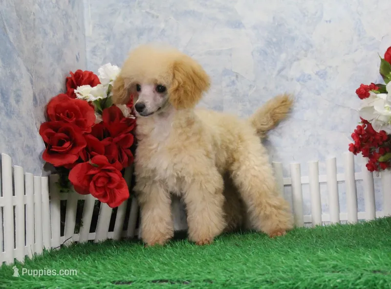Reno, AKC Champion Sired – Poodle - Toy  puppy for sale in Butler, MO