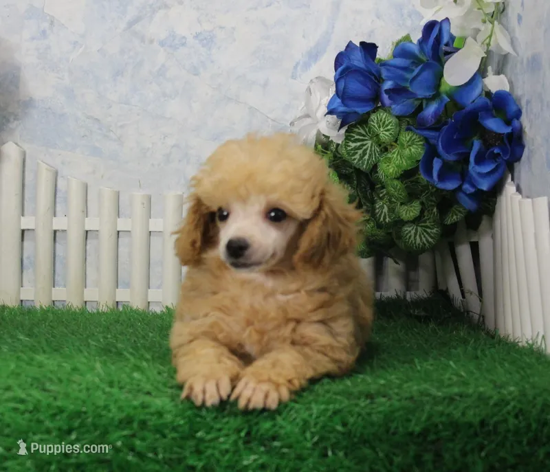 Reno, AKC Champion Sired