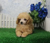 Reno, AKC Champion Sired, a male Poodle - Toy  for sale in Butler, MO – Photo 1 of 8