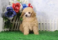 Reno, AKC Champion Sired, a male Poodle - Toy  for sale in Butler, MO – Photo 4 of 8