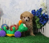 Reno, AKC Champion Sired, a male Poodle - Toy  for sale in Butler, MO – Photo 2 of 8