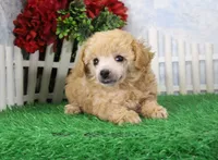 Reno, AKC Champion Sired, a male Poodle - Toy  for sale in Butler, MO – Photo 6 of 8