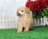 Reno, AKC Champion Sired, a male Poodle - Toy  for sale in Butler, MO – Photo 5 of 8
