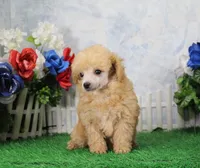 Reno, AKC Champion Sired, a male Poodle - Toy  for sale in Butler, MO – Photo 3 of 8